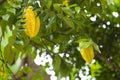 Carambola, La Digue, Seychelles