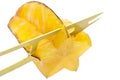 Carambola Starfruit Royalty Free Stock Photo