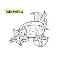 Carambola or Starfruit. Coloring book for kids. Tropical fruit and pieces on white background.Summer vector