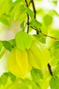 Carambola on the tree Royalty Free Stock Photo