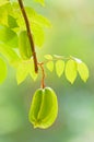 Carambola on the tree