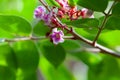 Carambola tree flower, Averrhoa carambola