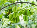 Carambola tree with fruits