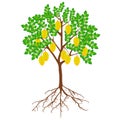 Carambola tree with fruits and roots on a white background.