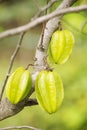 Carambola tree