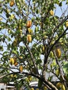 Carambola tree produce the fruits.