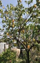 Carambola tree produce the fruits.