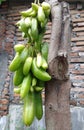 Carambola wuluh one of the many natural acids for cooking