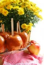 Caramel apples and mum flowers, delicious fall festival or party food, autumn treat Royalty Free Stock Photo