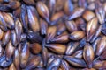 Caramel beer malt closeup, use as background, wallpaper