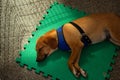 A caramel-colored dog lying on a rubbery green mat. Royalty Free Stock Photo