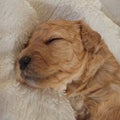 Puppy mini goldendoodle