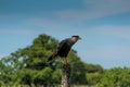Carancho perched on a wiring pole Royalty Free Stock Photo