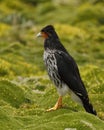 Caranculated Caracara in the Andean Highlands - Antisana, Ecuador