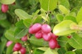 Carandas fruit on a tree branch Royalty Free Stock Photo