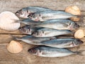 Carangidae fishes and seashells on the gray wooden board Royalty Free Stock Photo