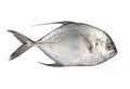 Carangoides fish or Longfin trevally is marine animal on white b