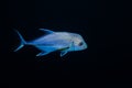 Caranx papuensis brassy trevally fish on black Royalty Free Stock Photo