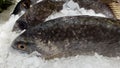 Caranx sp fish sold in supermarkets