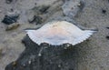 Carapace of a crab on the sand after a strong wind on the ocean shore in New Jersey, USA