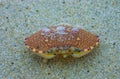 Carapace of a crab on the sand after a strong wind on the ocean shore in New Jersey, USA