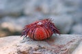 Carapace of a sea urchin