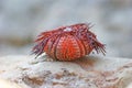 Carapace of a sea urchin