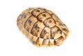 Carapace of Tortoise turtle Royalty Free Stock Photo