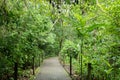Carara National Park, Costa Rica. Universal path Royalty Free Stock Photo