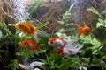 Carassius auratus goldfish behind a water plant