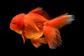 Carassius auratus goldfish Black background Royalty Free Stock Photo