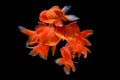 Carassius auratus goldfish Black background