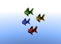 Group of colored fish