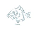Carassius. Ray-finned fish Crucian carps. Open paths. Editable stroke. Custom line thickness.
