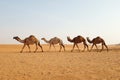A caravan of Arabian camels walking in the desert of Riyadh, Saudi Arabia Royalty Free Stock Photo