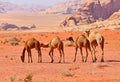 Caravan of Bedouin Camels in Wadi Rum Desert, Jordan Royalty Free Stock Photo