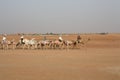 Caravan with bedouins and camels on sand dunes in desert at sunset