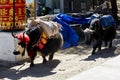 Caravan of big black and white Himalayan yaks with large transport bags