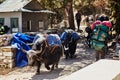 Caravan of big black and white Himalayan yaks with large transport bags at Himalayas trail on the way to Everest base camp