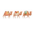 Caravan of Camels, Desert Animals Carrying Heavy Load, Side View Vector Illustration