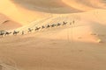 Caravan of Camels in Erg Chebbi Sand dunes near Merzouga, Morocco Royalty Free Stock Photo