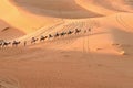 Caravan of Camels in Erg Chebbi Sand dunes near Merzouga, Morocco Royalty Free Stock Photo