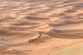 Caravan of Camels in Erg Chebbi Sand dunes near Merzouga, Morocco Royalty Free Stock Photo