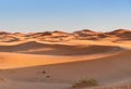 Caravan of Camels in Erg Chebbi Sand dunes near Merzouga, Morocco Royalty Free Stock Photo