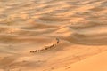 Caravan of Camels in Erg Chebbi Sand dunes near Merzouga, Morocco Royalty Free Stock Photo