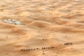 Caravan of Camels in Erg Chebbi Sand dunes near Merzouga, Morocco Royalty Free Stock Photo