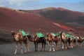 Caravan of camels, Lanzarote Royalty Free Stock Photo