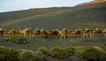 caravan of camels of packs with riders and a driver goes on a desert in the afternoon in good sunny weather. Travel concept Royalty Free Stock Photo