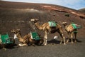 caravan of camels of packs with riders and a driver goes on a desert in the afternoon in good sunny weather. Travel concept Royalty Free Stock Photo