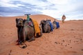 Dromedary camels sitting on sand dunes in desert against sky